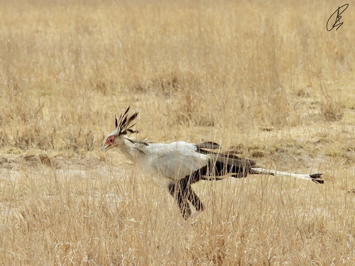 iNaturalist image