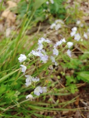Phacelia dubia