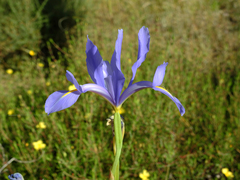 Iris xiphium