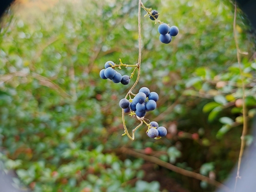 Cocculus orbiculatus observed 2026-10-18