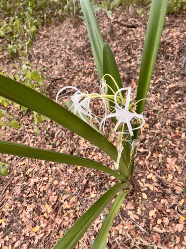 Hymenocallis littoralis observed 2026-10-16