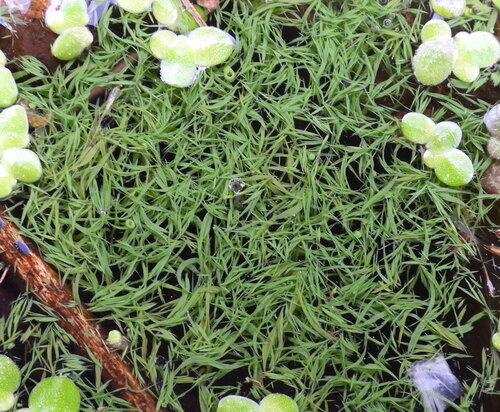 Aphanizomenon flosaquae observed 2026-10-17