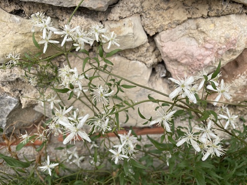 fragrant virgin's-bower