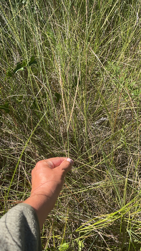 Paspalum monostachyum, 2026-10-17