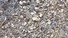 Phrynosoma douglasii