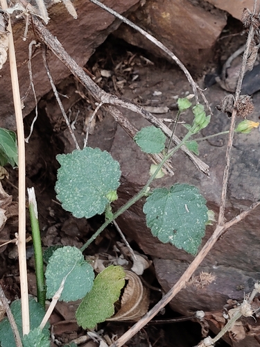 Sida cordata observed 2026-10-18