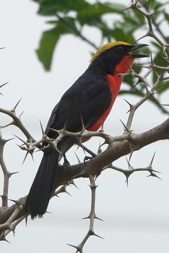 iNaturalist image