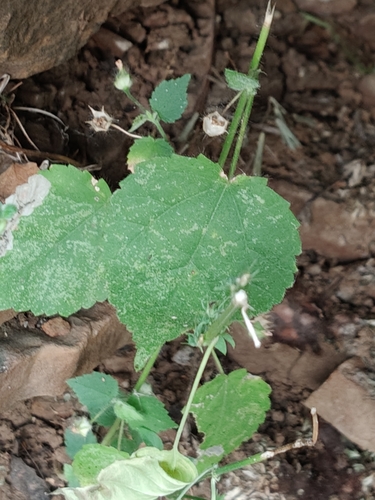 Sida cordata observed 2026-10-18