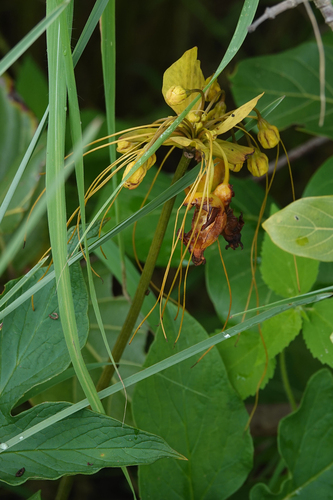 Tacca leontopetaloides observed 2026-10-05