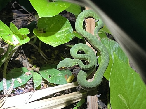 Kramer's Pit Viper