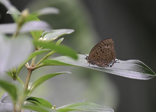 Arhopala eumolphus