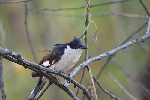 iNaturalist image