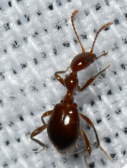 Acanthinus argentinus