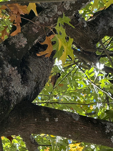Coal Tit