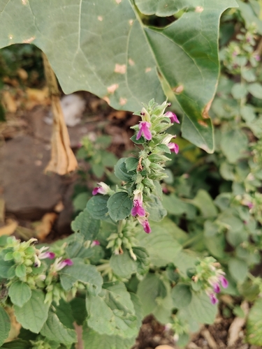 Anisomeles indica observed 2026-10-18