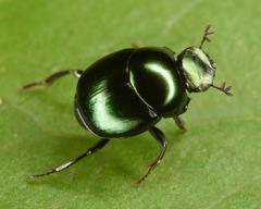 Canthon viridis