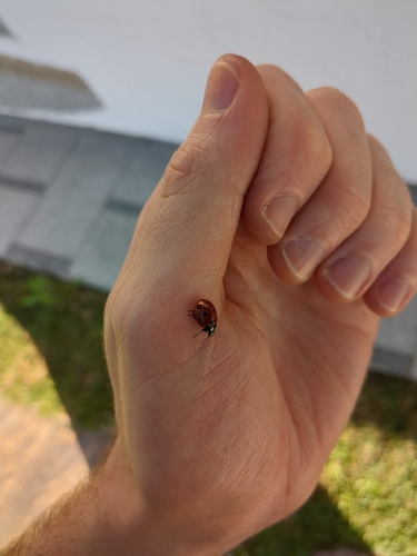 Seven-spotted Lady Beetle