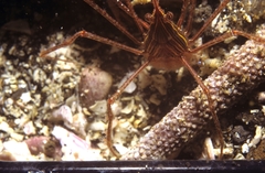 Stenorhynchus debilis