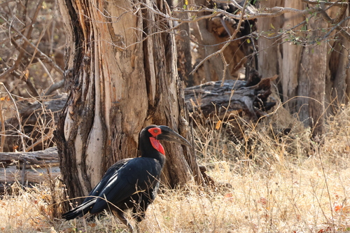 iNaturalist image