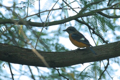 Monticola cinclorhynchus observed 2026-10-17