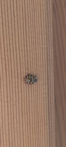 Asian Lady Beetle