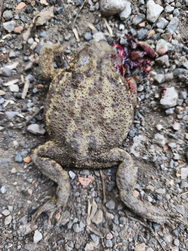 European Toad