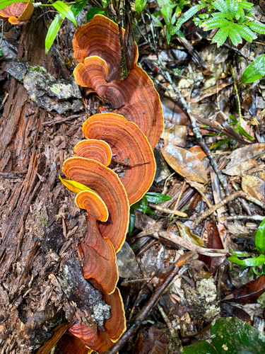Stereum ostrea observed 2026-10-18