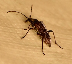 Anthophylax attenuatus