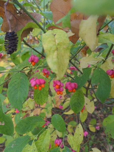 Spindle