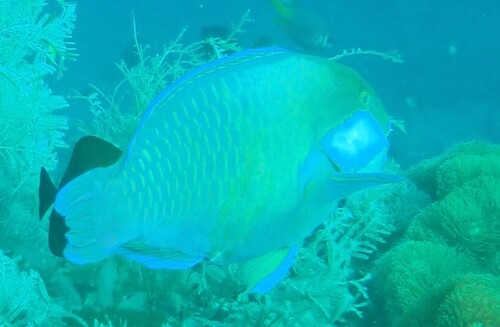 Chlorurus bleekeri observed 2026-10-18