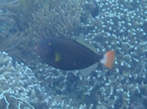Melichthys vidua observed 2026-10-18