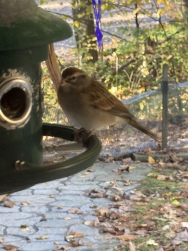 Chipping Sparrow