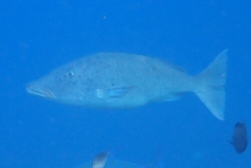 Lethrinus olivaceus observed 2026-10-18