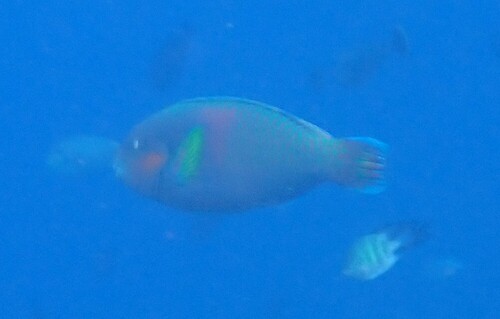 Scarus rivulatus observed 2026-10-18
