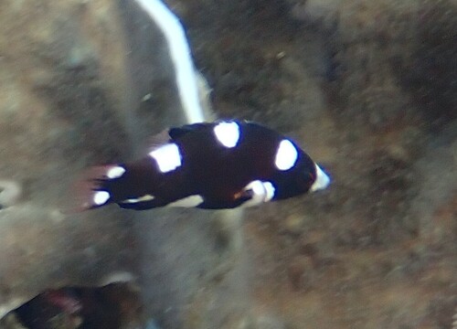 Bodianus axillaris observed 2026-10-18