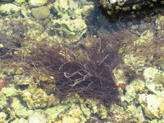 Gracilariopsis