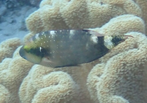 Cheilinus chlorourus observed 2026-10-18