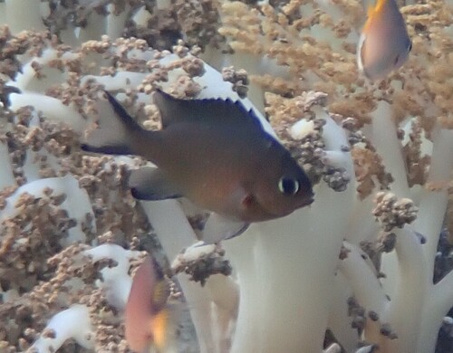 Chromis lepidolepis observed 2026-10-18