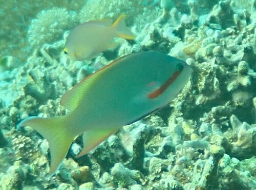 Pseudanthias huchtii observed 2026-10-18