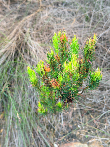 Erica plukenetii, 2026-10-18
