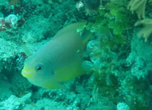 Pomacentrus amboinensis observed 2026-10-18