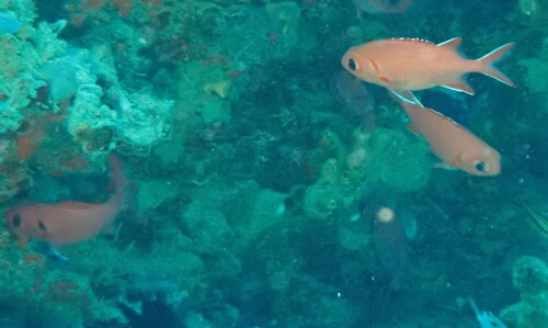 Myripristis vittata observed 2026-10-18