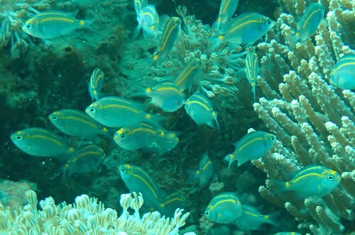 Acanthochromis polyacanthus observed 2026-10-18