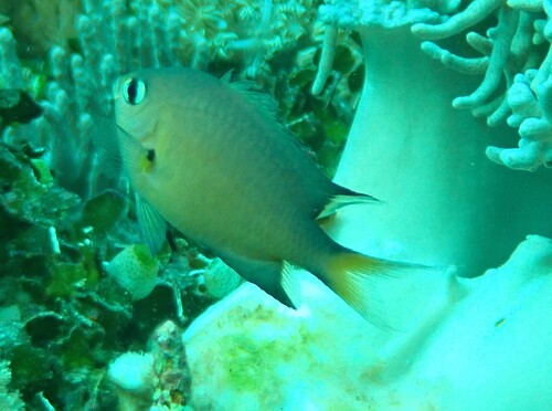 Chromis atripes observed 2026-10-18