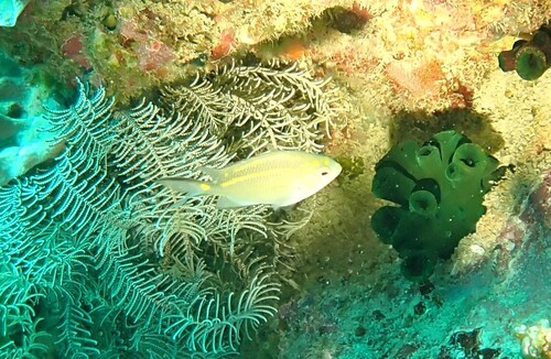 Acanthochromis polyacanthus observed 2026-10-18