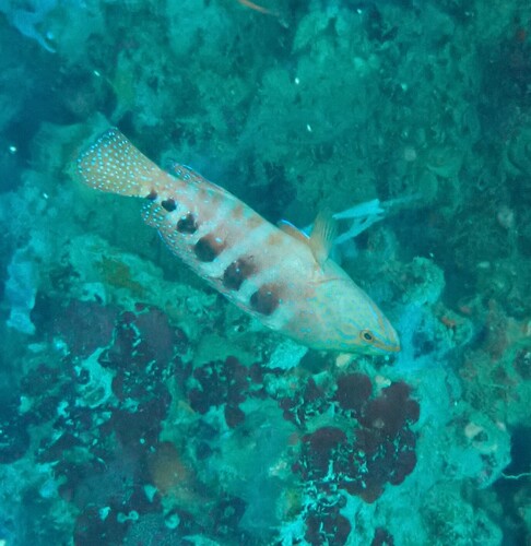Cephalopholis sexmaculata observed 2026-10-18