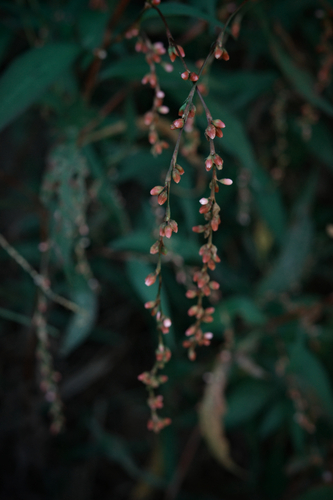 Persicaria pubescens observed 2026-10-18