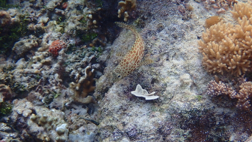 Epinephelus merra observed 2026-10-18