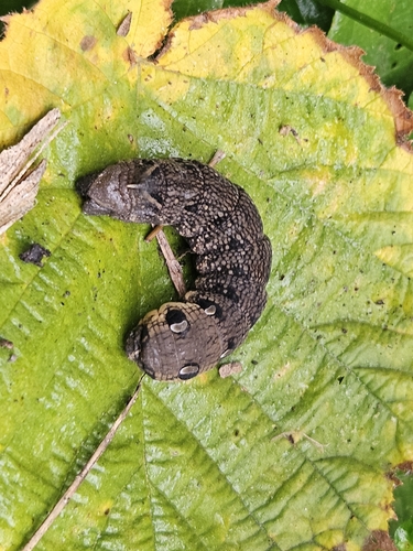 Deilephila elpenor, 2026-10-18