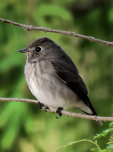 Muscicapa sibirica observed 2026-10-17